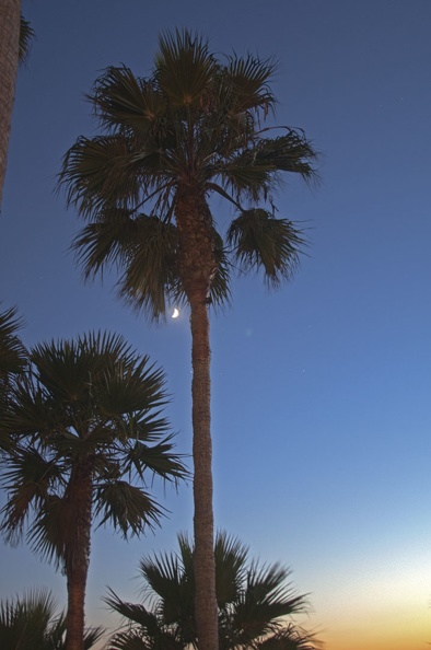 316-8442--8444  Laguna Beach Palm Moon HDR.jpg